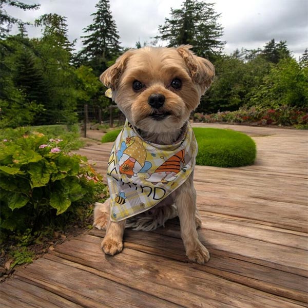 Dog-June-2025-1 Shaggy Chic Grooming Boutique Golden Retriever Client
