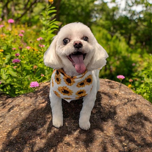 Dog-June-2025-3 Shaggy Chic Grooming Boutique Client