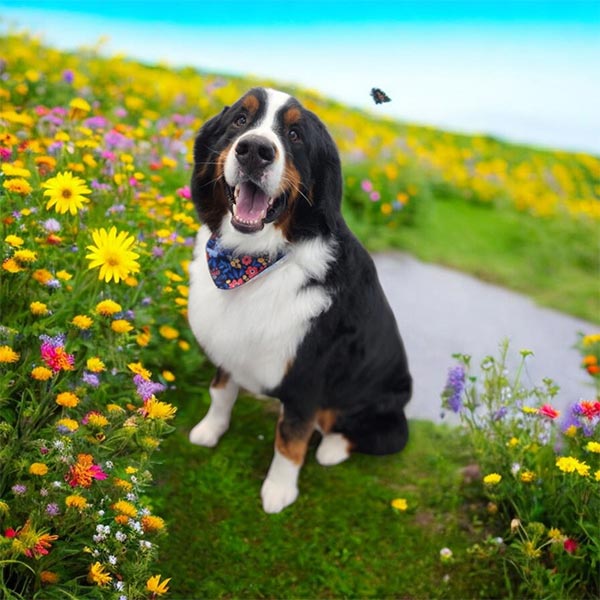 Dog-June-2025-4 Shaggy Chic Grooming Boutique Client