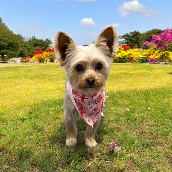Dog-June-2025-5 Shaggy Chic Grooming Boutique Client