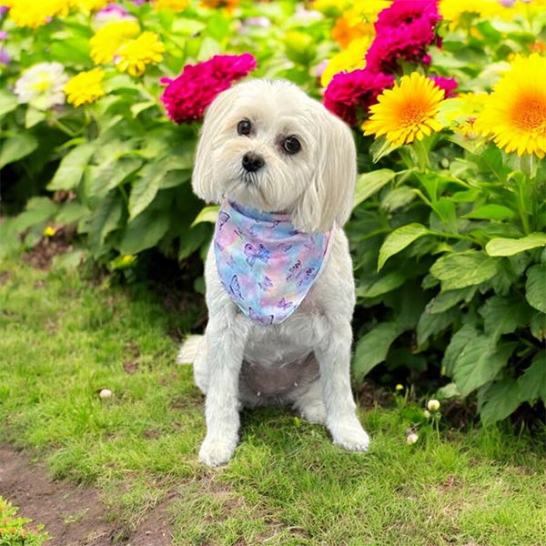 Dog-June-2025-6 Shaggy Chic Grooming Boutique Client
