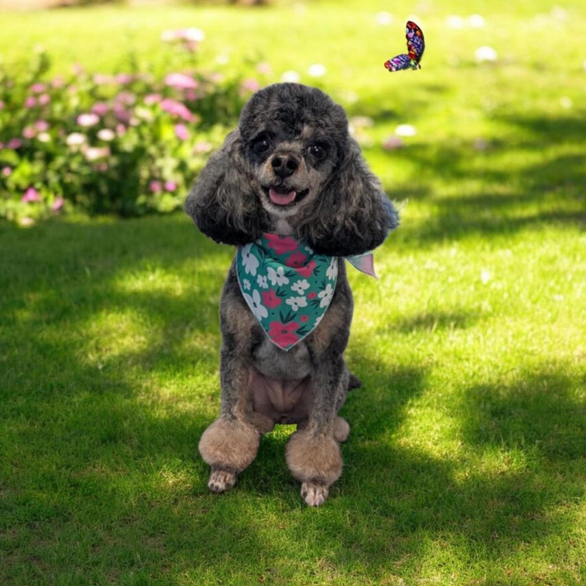 Poodle Shaggy Chic Grooming Boutique client