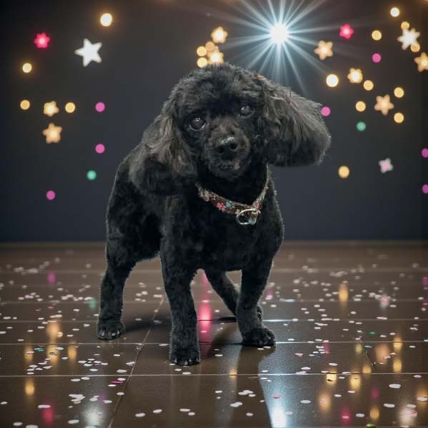 Shaggy Chic Grooming Boutique Poodle Client