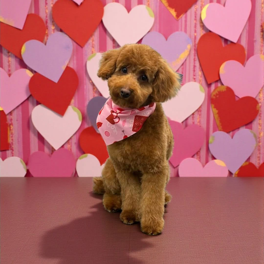 Shaggy Chic Grooming Boutique Poodle Client