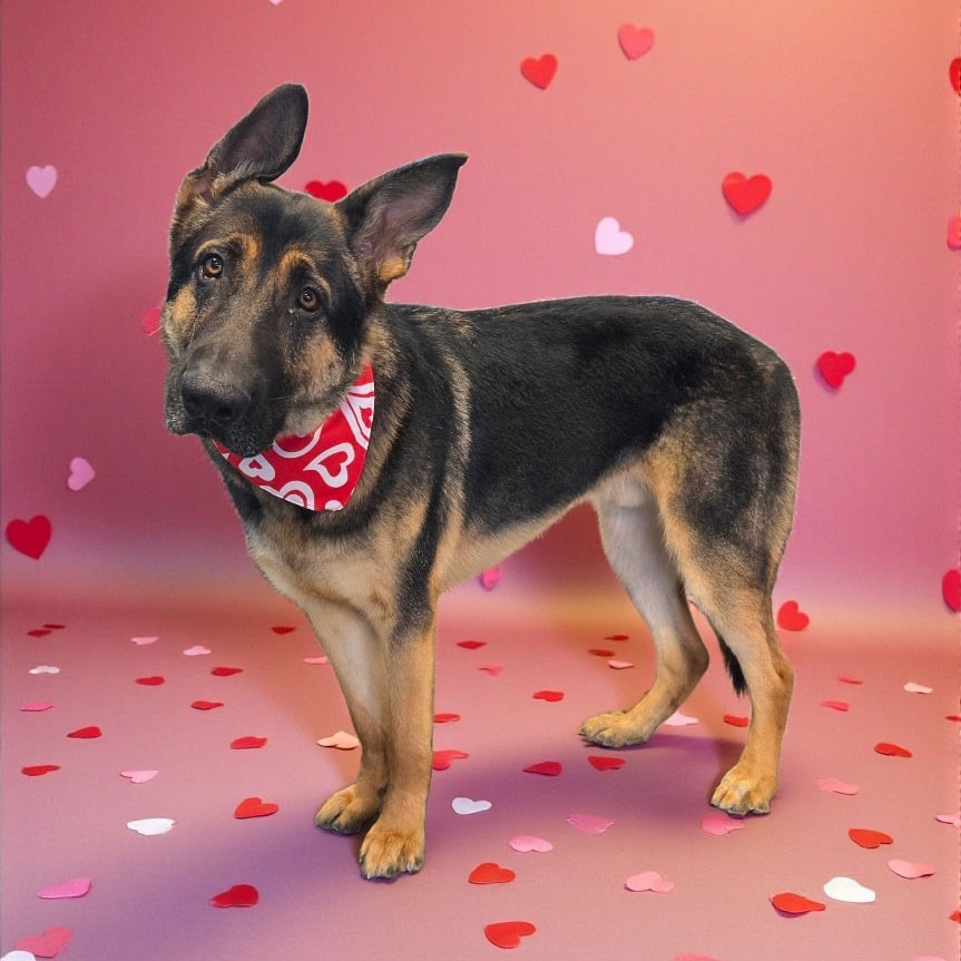 Shaggy Chic Grooming Boutique Client