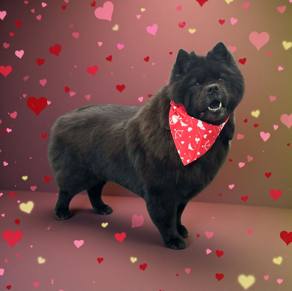 Shaggy Chic Grooming Boutique Client