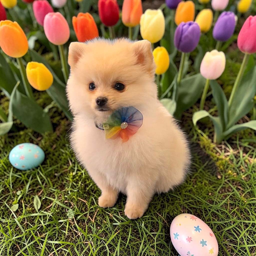 March 26 4 Shaggy Chic Grooming Boutique Client