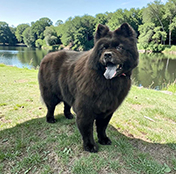 Dog-3 Shaggy Chic Grooming Boutique Client
