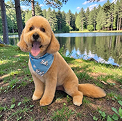 Dog-4 Shaggy Chic Grooming Boutique Client