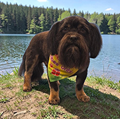 Dog-5 Shaggy Chic Grooming Boutique Client