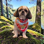 Dog-6 Shaggy Chic Grooming Boutique Client