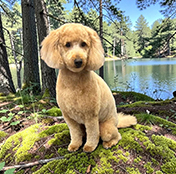 Dog_1 Shaggy Chic Grooming Boutique Golden Retriever Client