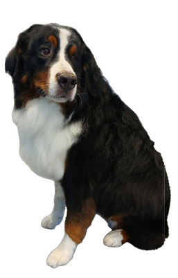 Shaggy Chic Grooming Boutique Golden- Retriever