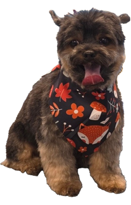Shaggy Chic Grooming Boutique Miniature Schnauzer